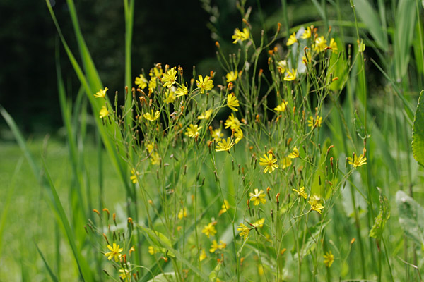 ハナニガナ」山野の草花 5月6月7月 2センチの黄色い花 7から11枚の花びら 画像