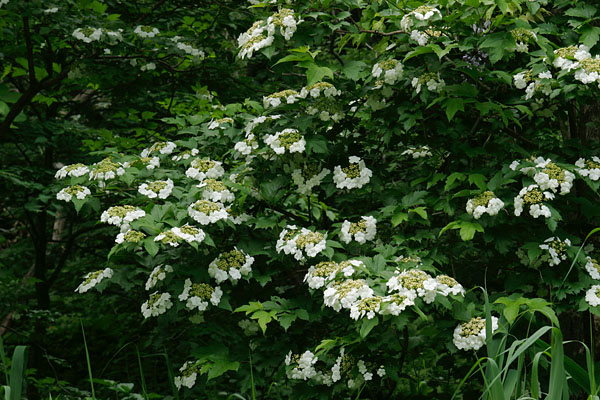 カンボク 樹木の花 山地 林縁 5月6月7月 白い装飾花が囲む 無料写真素材 画像1
