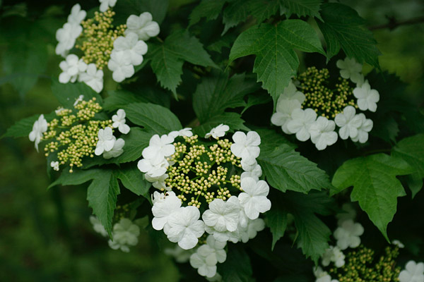 カンボク夏 山地 里山 小高木の花 白い装飾花が縁取る花のアップ フリー真素材 画像3