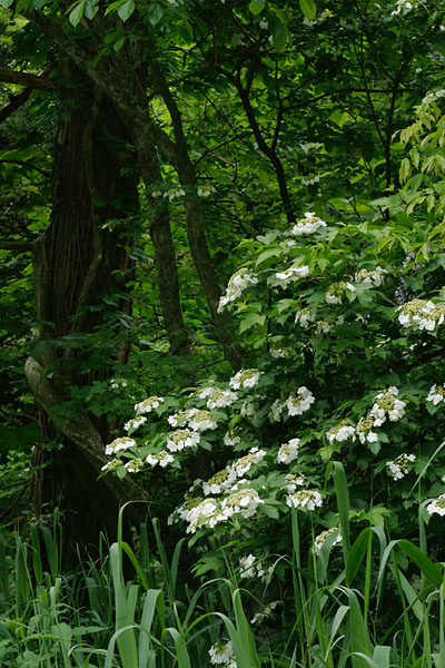 無料写真素材 森林に咲くカンボクの白い花　画像4