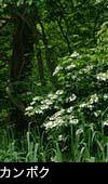 森林に咲くカンボクの白い花 画像 無料写真素材