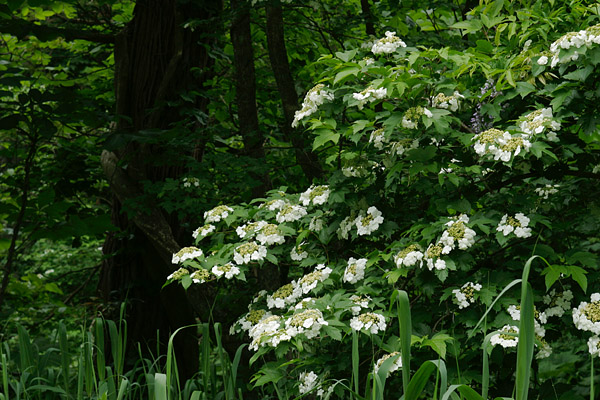 初夏の森林に咲くカンボクの白い花　樹木　無料写真素材 フリー　画像5