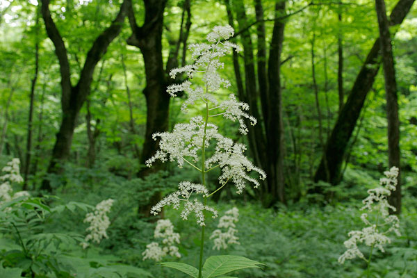 ヤグルマソウの白い花を画面中央に大きくフレーミング。背景はアウトフォーカスした木立・森の緑。