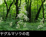 無料写真素材「ヤグルマソウ」森林に咲く白い山野草6月7月8月