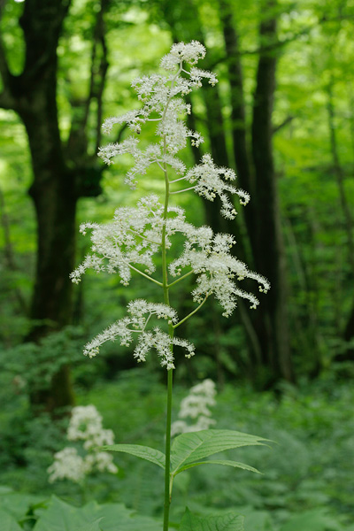ヤグルマソウの花 夏 山地 白い花 無料写真素材 画像4