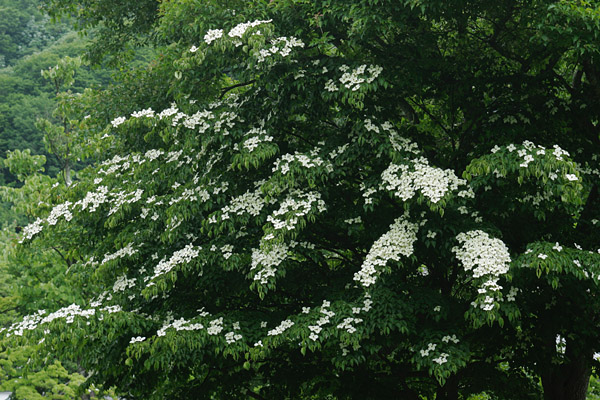 ヤマボウシ 山地 森林 6月7月 樹木の花 4枚の白い花弁（総包片）フリー写真素材 画像1