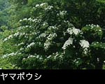 ヤマボウシ 花 フリー写真素材