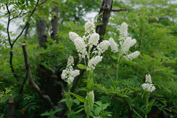 コバイケイソウ 深山 湿地 5月7月8月 茎先円錐花序 白い小花多数 無料写真素材 画像1