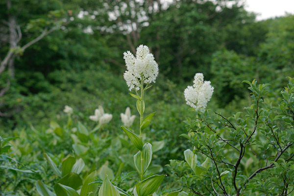 コバイケイソウ 夏の山地 湿地 草丈1m 茎の先に白い穂状の花 写真 フリー素材 画像2