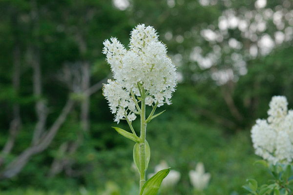 夏の山野草 コバイケイソウ 森林 山地の白い花 無料写真素材　画像3