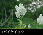 夏の山野草 コバイケイソウ 森林 山地の白い花 フリー写真素材