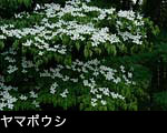 ヤマボウシ 花 フリー写真素材