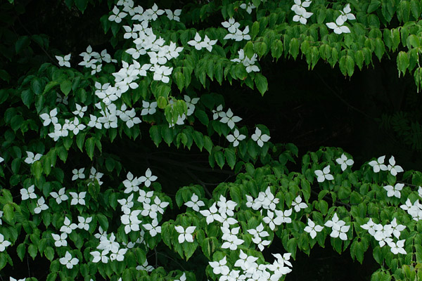 ヤマボウシ夏に咲く 樹木の白い花 壁紙 写真素材　画像5