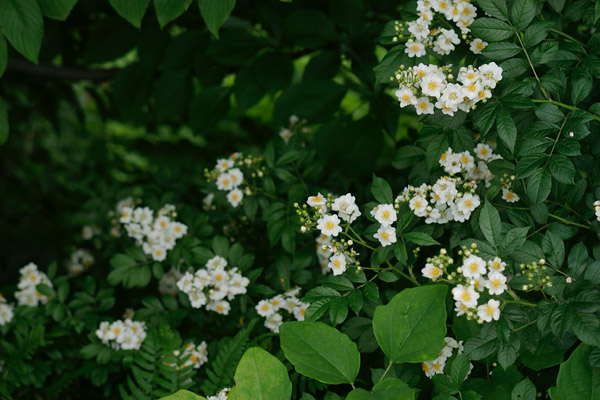 ノイバラ 花 山野の小さく白いバラ 5月6月7月 写真 フリー素材 画像2　