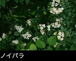 山野の花ノイバラ 画像