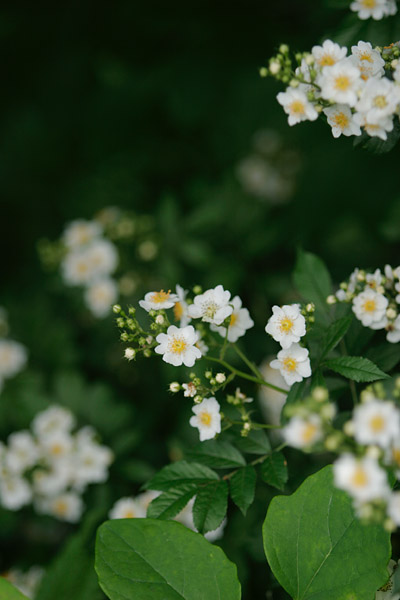 「ノイバラ」白い夏の花　 無料写真素材　画像3　