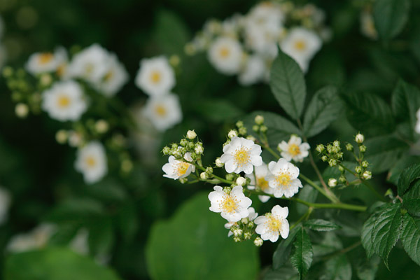 「ノイバラ」低木 野バラ 初夏 山野 白い小さなバラ 無料写真素材 画像4　