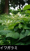 森林の花 イワガラミ 画像 フリー写真素材