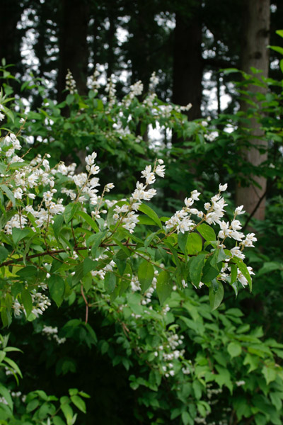 森林山野の花 ウツギ 初夏 白い花 画像2 フリー写真素材