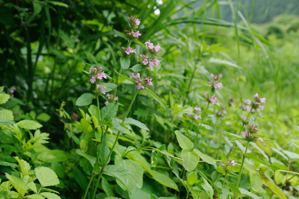 「クルマバナ」花 野原草地 7月8月9月 茎に車状 紅紫色の花 無料写真素材 画像1