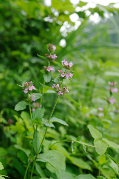 「クルマバナ」草花 ピンク色の花 7月8月9月 草地　フリー写真素材　画像2