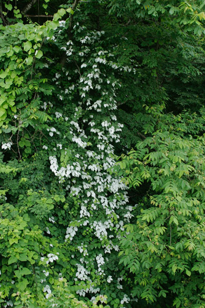 マタタビの木　葉 　白化　無料写真素材　画像1
