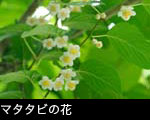 マタタビの花 画像 写真 フリー素材