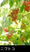 6月の森林山野 赤い木の実 ニワトコ 無料写真素材