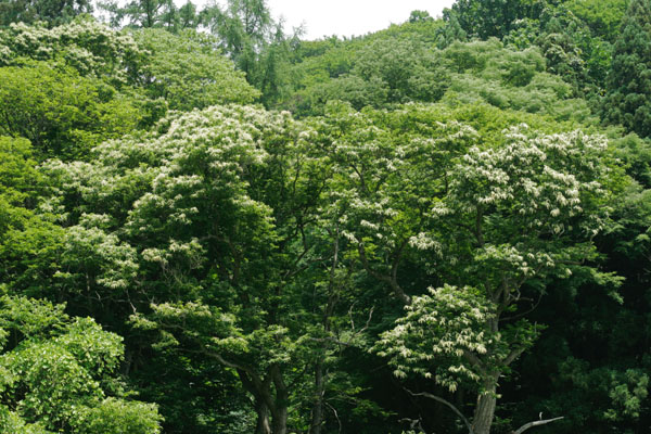 開花期 花を多数つける栗の木 無料写真素材 フリー写真素材 画像2