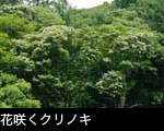 無料写真素材 栗の木 花