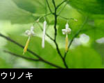 森林の花 ウリノキ 画像 無料写真素材