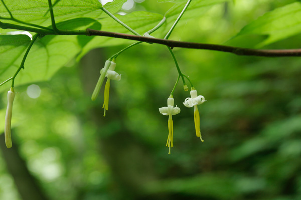 ウリノキ 夏に森の木に咲く白い花 フリー写真素材　画像2