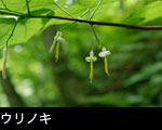 ウリノキ 夏に森の木に咲く白い花 フリー写真素材