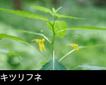 秋の森林 山野に咲く黄色い花 山野草 キツリフネ 無料写真素材