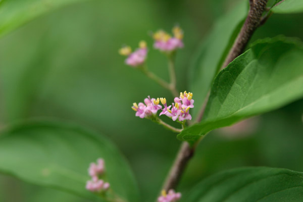 ムラサキシキブ」山地 低木6月7月8月 葉腋から薄紫色の小花多数 無料写真素材 画像1