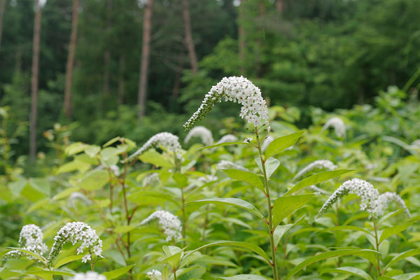 夏 山野の白い花　オカトラノオ　写真 フリー素材 無料　画像3