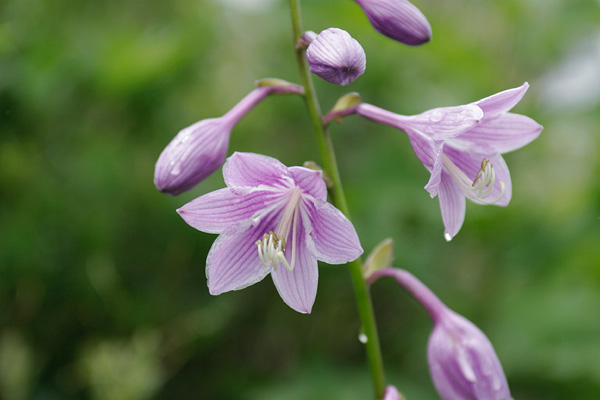 「タチギボウシ」 夏 草原 青紫の花 山野草 花のアップ 画像5 無料写真素材