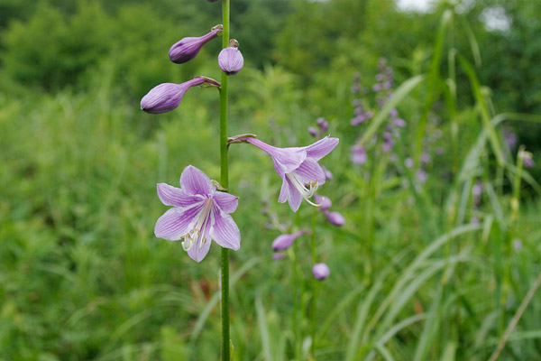 タチギボウシの花 山地草地7月8月紫色 4センチ程 山野草 フリー写真素材 画像6