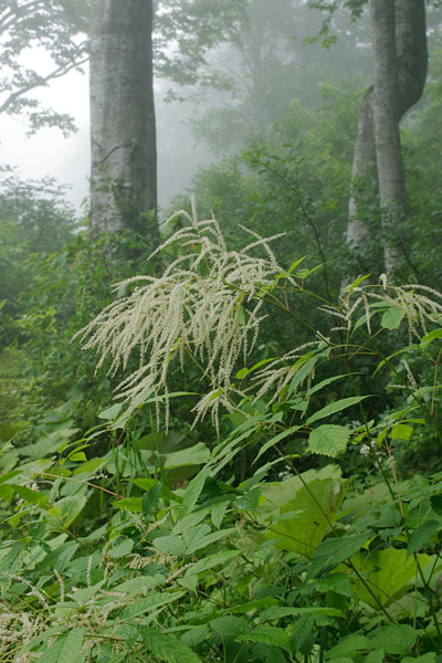 ヤマブキショウマ 夏の森林に咲く白い花 フリー写真素材　画像2