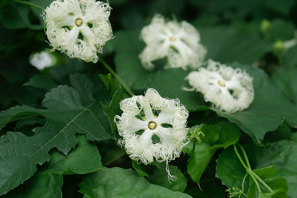 カラスウリの花 山野 蔓性 夏 秋 花弁5枚白色レース状 フリー写真素材 画像1
