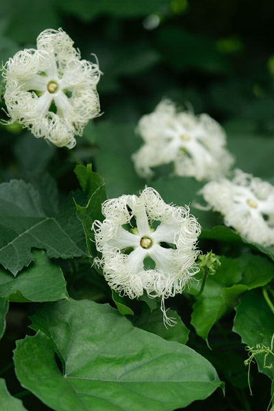 カラスウリの花 山野草 7月8月9月 蔓草白い花　無料写真素材　画像2