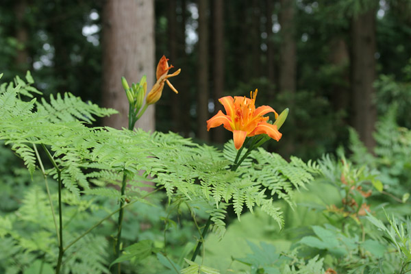 ヤブカンゾウ野原林縁 6月7月8月ユリに似たオレンジ色の花 無料写真素材 画像1