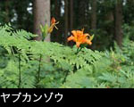 夏の山野草ヤブカンゾウの花　