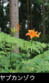ヤブカンゾウ（ワスレグサ） 夏 野原 森林に咲く赤い花 無料写真素材