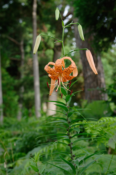 夏 オレンジ色の大きなユリ オニユリの花 フリー写真 素材 画像2