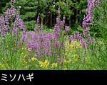 エゾミソハギ 花期7月8月の赤い花 山野草 無料写真素材