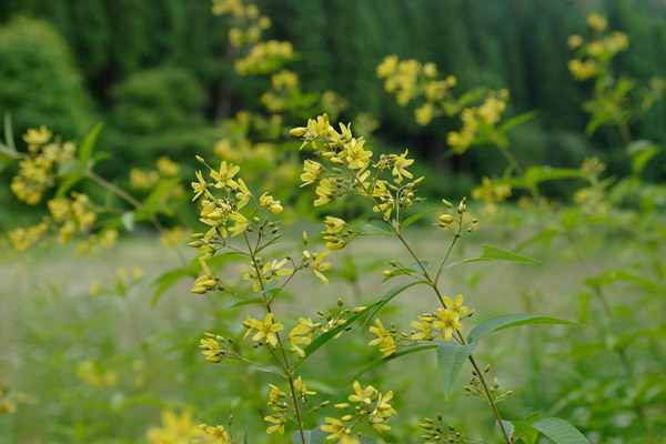 クサレダマ 花 山地 草地 7月8月 円錐花序 黄色い花多数 山野草 無料写真素材 画像3