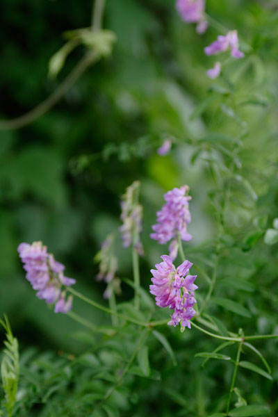 ツルフジバカマ 山野の草花 7月から9月 蔓性 赤紫色の花 画像2　フリー写真素材
