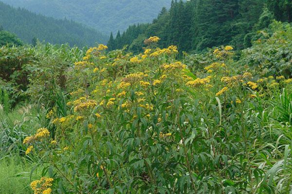 ハンゴンソウ 秋 夏 里山の風景 黄色い花 大型の山野草 フリー写真素材 画像1