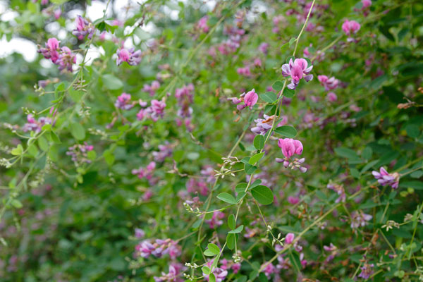 ヤマハギ（山萩）の花　花のクローズアップ　フリー写真素材　 画像3